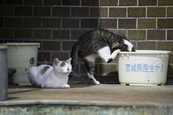順番に水を飲む猫